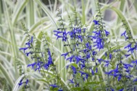 Salvia guaranitica 'Blue Enigma' AGM syn. Salvia ambigens - Anise-scented sage