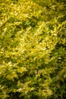 Ligustrum ovalifolium Vicaryi - Golden privet