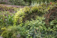 Border in the Mosaic garden with Kirengeshoma palmata, Cotoneaster horizontalis and Persicaria orientalis
