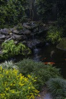 Koi carp pond with a waterfall with a Genista in the foreground with yellow flowers.