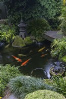 Koi carp pond with a Japanese stone pagoda lantern and a timber bridge featuring Mondo Grass in the foreground.