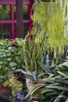A display of potted plants on an outdoor glass topped table featuring a variegated Sansevieria and a trailing Rhipsalis.