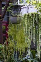 Two hanging baskets with succulents: Rhipsalis, on the left, and Sedum morganianum, on the right.