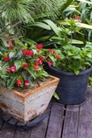 Red flowering Wax Begonia in a rustic terracotta pot.