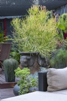 Large terracotta garden pot decorated with elephants heads and planted with Euphorbia Firesticks behind an outdoor lounge.