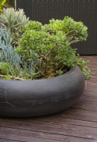  A shallow bowl planted with a variety of succulents such as Crassula ovata undulata - Jade plant.