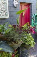 Display of pots on metal stands featuring a Button Fern and a Heuchera.