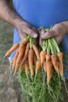 Carrot 'Speedo' and'Cascade'
