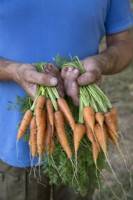 Carrot 'Speedo' and 'Cascade'
