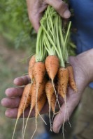 Carrot 'Cascade'
