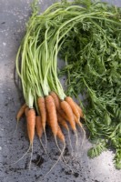 Carrot 'Early Nantes 5'
