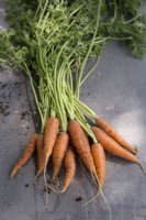 Carrot 'Norwich'
