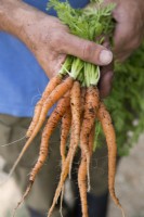 Carrot 'Sugarsnax'
