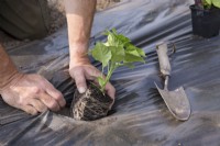 Planting young peppers through black plastic weed suppressant

