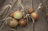 Onion 'Armstrong'
