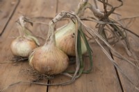 Onion 'Jaune des Cevennes'
