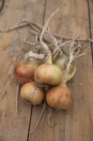 Onion 'Giant Zittau'
