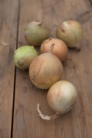 Onion 'Hi Ball'
