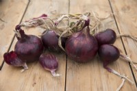 Onion 'Holland Blood Red'
