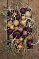 Different varieties of harvested red and white onions in a wooden trug