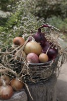 Different varieties of red and white onions in metal basket in outdoor location