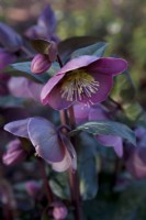 Helleborus x hybridus 'Pippa's Purple'
