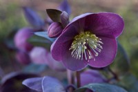 Helleborus x hybridus 'Pippa's Purple'

