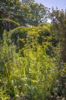 Fennel and alllium buds in the Peacock Garden