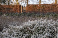 Frost coated Salvia officinalis - sage, lavender and cabbages growing by a beech hedge, Fagus sylvatica.