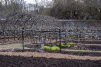 Espalier pear trees, Pyrus  sp., in  winter  are planted along the paths and pergola in the kitchen garden at West Dean Gardens