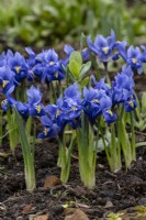 Blue Iris reticulata, flowers.