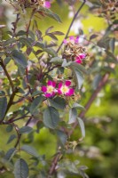 Rosa rubrifolia syn. R. glauca