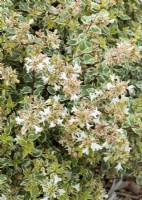 Abelia x grandiflora Steredenn Levabes, spring May