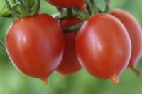 Solanum lycopersicum var. lycopersicum  'Principe Borghese'  Plum tomato  Syn. Lycopersicon esculentum  September