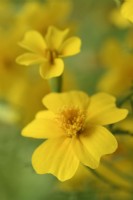 Tagetes  'Lemon Gem'  Signet marigold  September