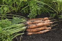 Daucus carota  'Marion'  Freshly lifted carrots  September
