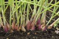 Allium cepa  Aggregatum Group  'Figaro'  Seed grown shallots  September
