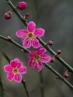 Prunus mume 'Beni-chidori' - Japanese Apricot February Winter