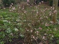 Viburnum bodnantense 'Charles Lamont' and Snowdrops Mid February