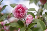 Camellia williamsii 'E.G. Waterhouse Variegated' 