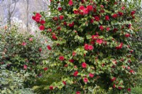 Camellia japonica 'Grand Sultan'.
Parco delle Camelie, Camellia Park, Locarno, Switzerland