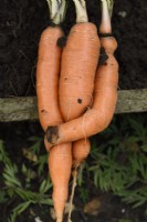 Daucus carota  'Marion'  Freshly lifted carrots twisted together  September