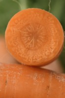Daucus carota  'Marion'  Freshly lifted carrot cut open  September
