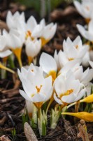 Crocus sieberi 'Bowles White' - February