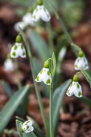 Galanthus 'Lucy' - snowdrop - February