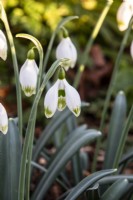 Galanthus 'Greenfinch' - snowdrop - February