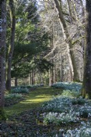 A mossy path winds through woodland with naturalised snowdrops at Colesbourne Park.