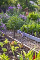 Kitchen garden in spring with raised beds full of young vegetables and a wooden trug.