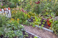 A kitchen garden with raised beds full of growing vegetables including lettuces, Swiss chard, French beans and Brassicas, and along the edge and around the beds are planted many annuals, perennials and herbs to attract beneficial wildlife.