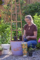 Planting Thunbergia in a container.